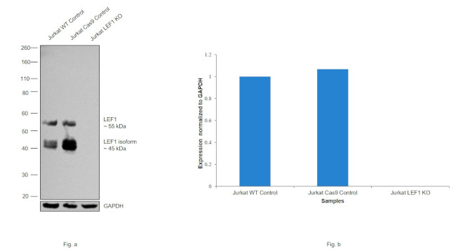 LEF1 Antibody