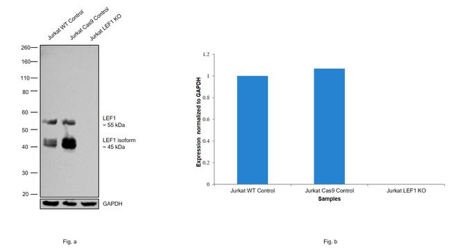 LEF1 Antibody in Western Blot (WB)