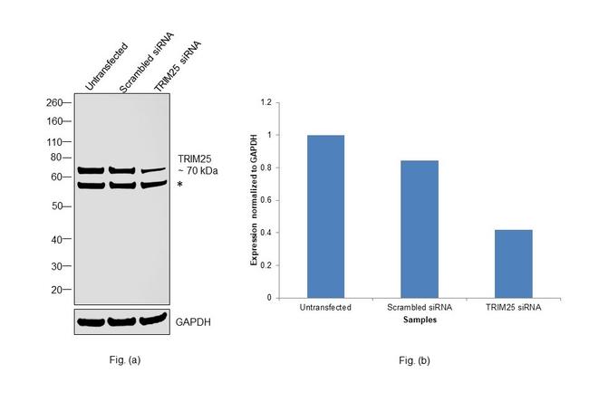 TRIM25 Antibody in Western Blot (WB)