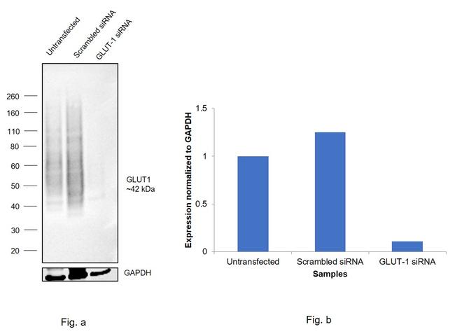 GLUT1 Antibody in Western Blot (WB)