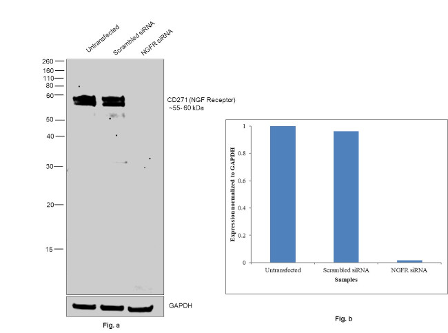 CD271 (NGF Receptor) Antibody