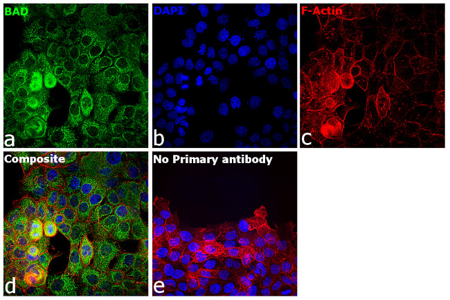 BAD Antibody in Immunocytochemistry (ICC/IF)