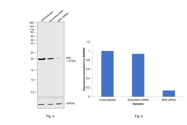 BAD Antibody in Western Blot (WB)