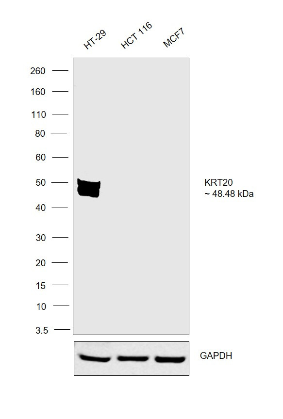 Cytokeratin 20 Antibody