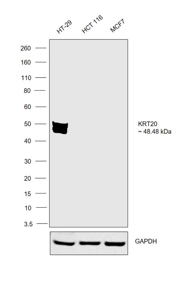 Cytokeratin 20 Antibody in Western Blot (WB)