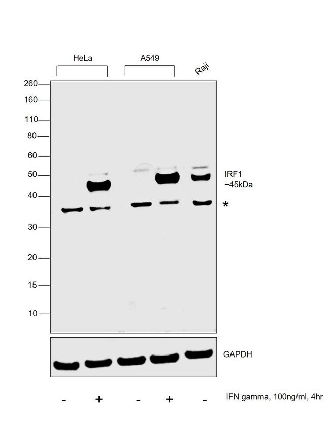 IRF1 Antibody in Western Blot (WB)