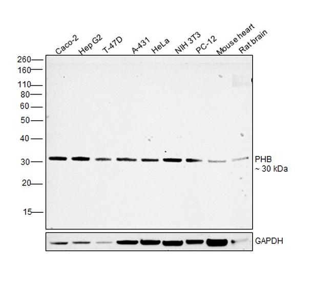 Prohibitin Antibody in Western Blot (WB)