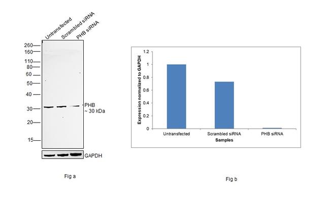 Prohibitin Antibody in Western Blot (WB)