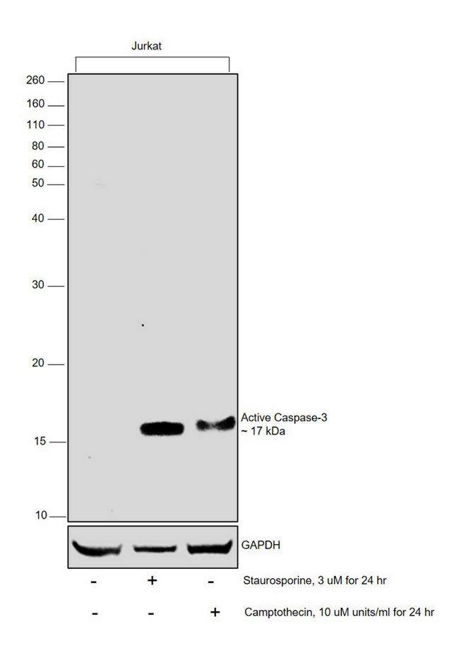 Active Caspase 3 Antibody