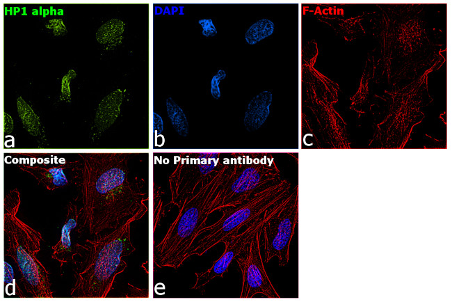 HP1 alpha Antibody in Immunocytochemistry (ICC/IF)