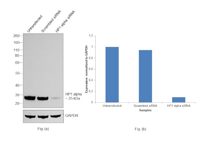 HP1 alpha Antibody