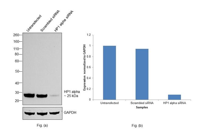 HP1 alpha Antibody in Western Blot (WB)