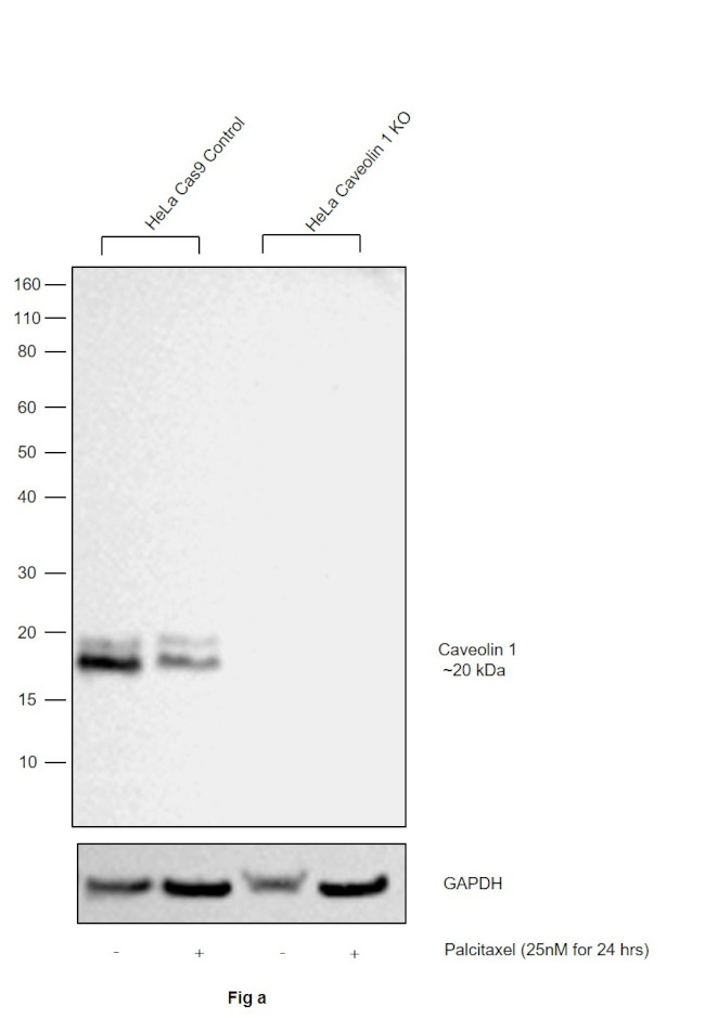 Caveolin 1 Antibody