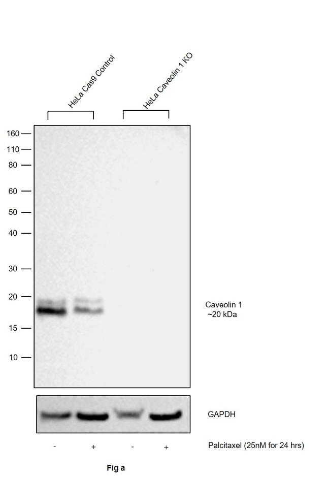 Caveolin 1 Antibody in Western Blot (WB)