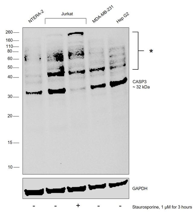 pro-Caspase 3 Antibody in Western Blot (WB)