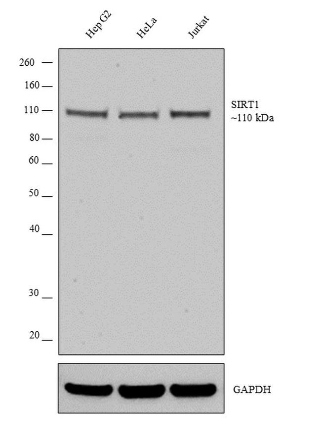 SIRT1 Antibody in Western Blot (WB)