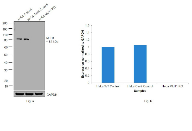 MLH1 Antibody