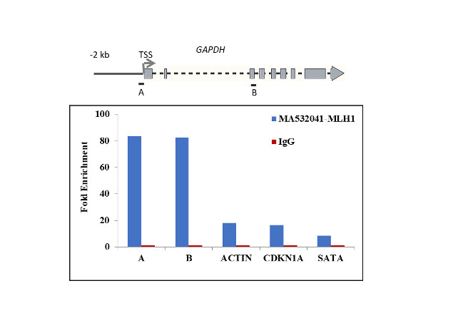 MLH1 Antibody in ChIP Assay (ChIP)