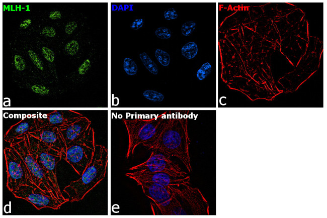 MLH1 Antibody in Immunocytochemistry (ICC/IF)