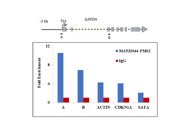 PMS2 Antibody in ChIP Assay (ChIP)