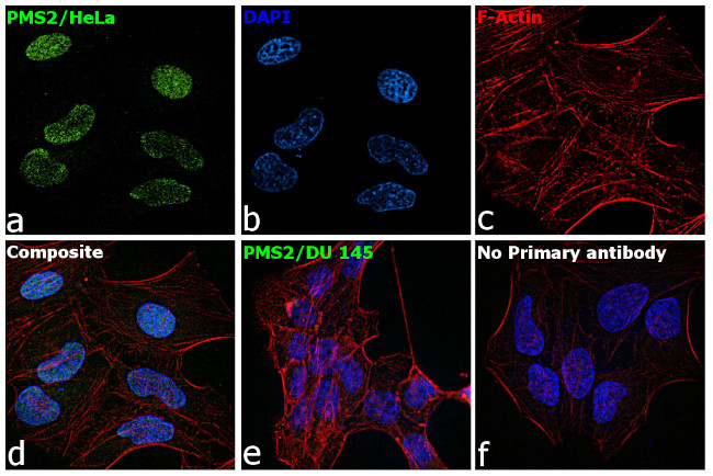 PMS2 Antibody in Immunocytochemistry (ICC/IF)