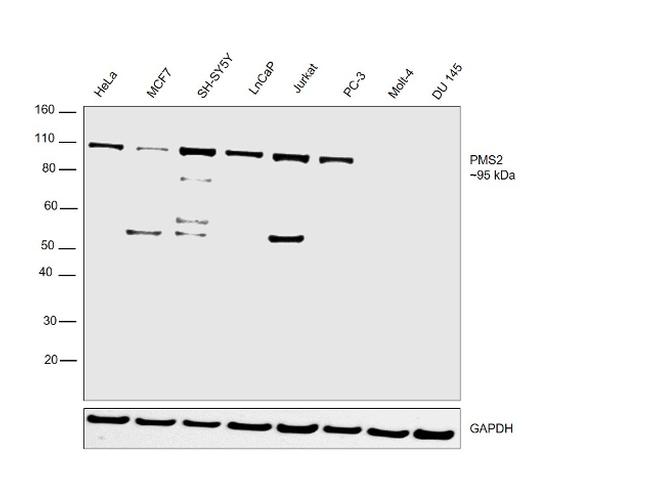 PMS2 Antibody in Western Blot (WB)