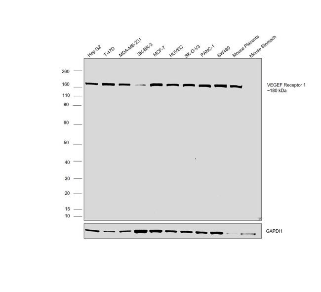 VEGF Receptor 1 Antibody in Western Blot (WB)