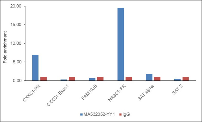 YY1 Antibody in ChIP Assay (ChIP)