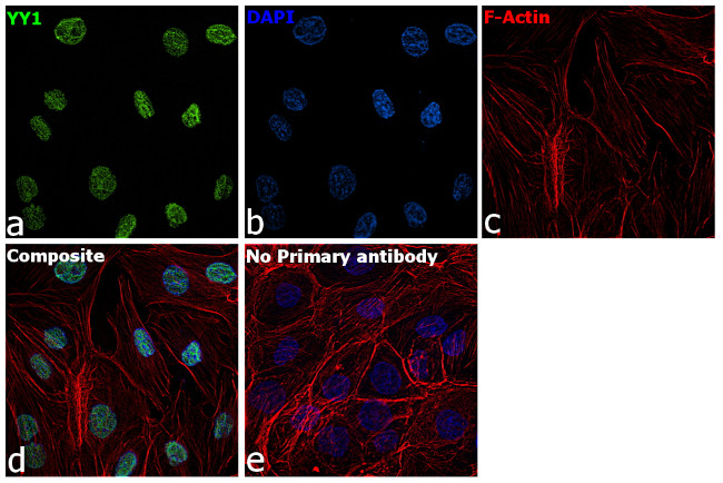 YY1 Antibody in Immunocytochemistry (ICC/IF)