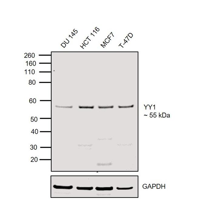 YY1 Antibody in Western Blot (WB)