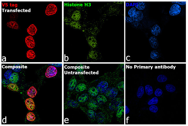 V5 Tag Antibody in Immunocytochemistry (ICC/IF)