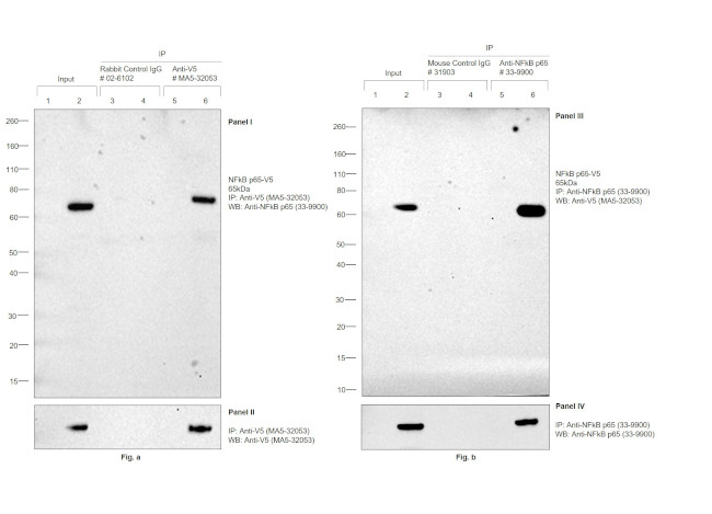 V5 Tag Antibody in Immunoprecipitation (IP)