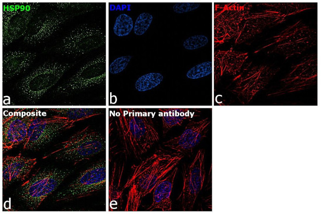 HSP90 alpha Antibody in Immunocytochemistry (ICC/IF)