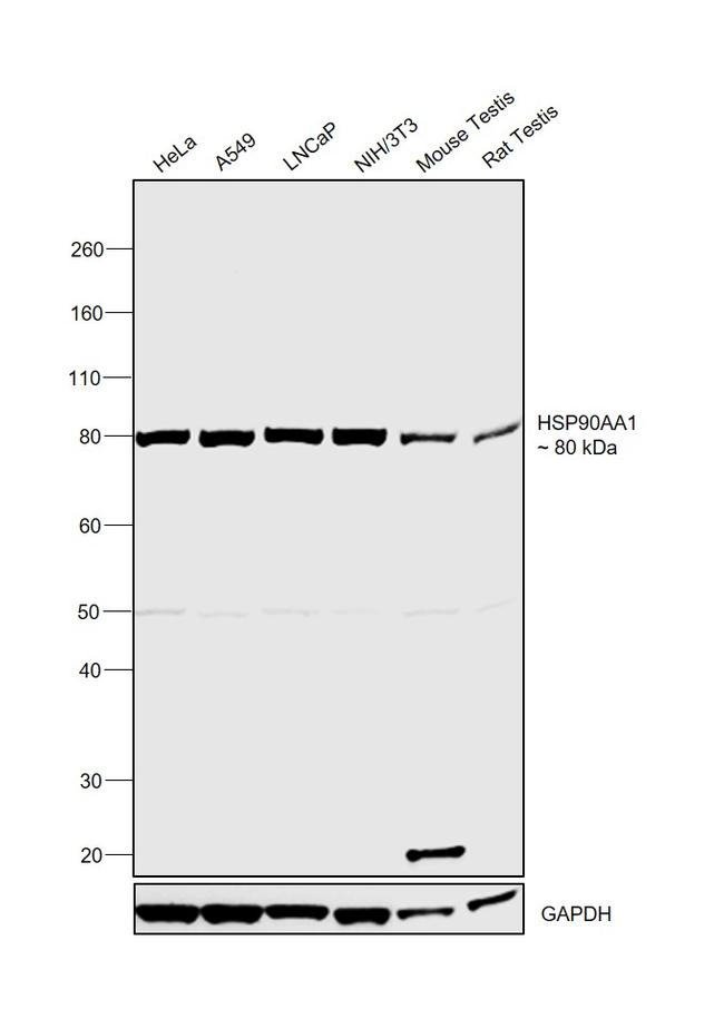 HSP90 alpha Antibody in Western Blot (WB)