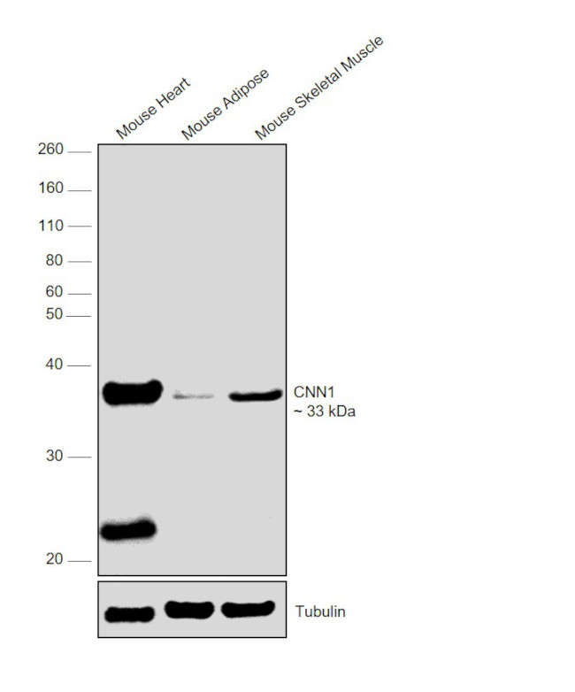 Calponin 1 Antibody