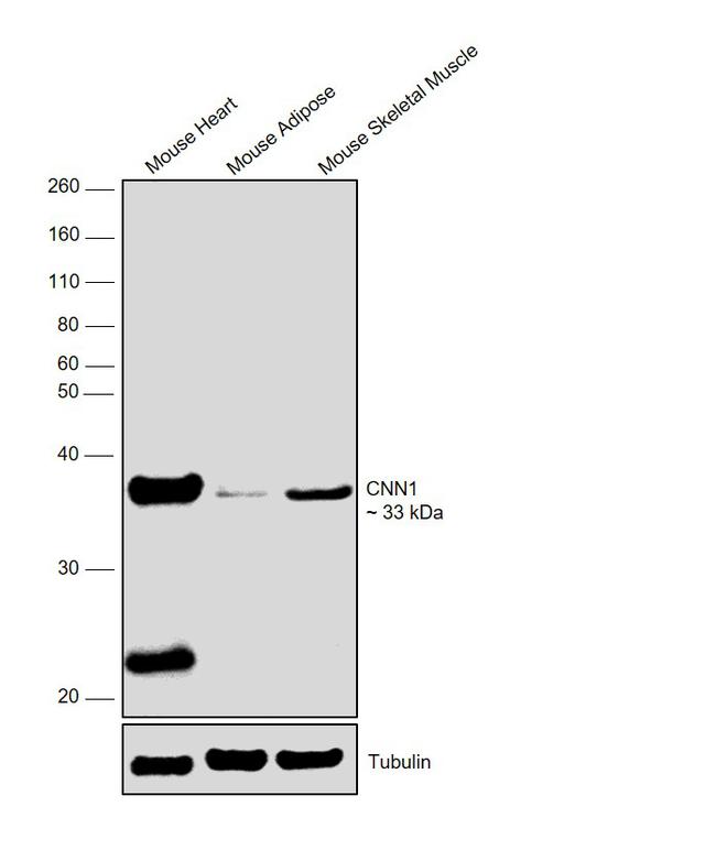 Calponin 1 Antibody in Western Blot (WB)