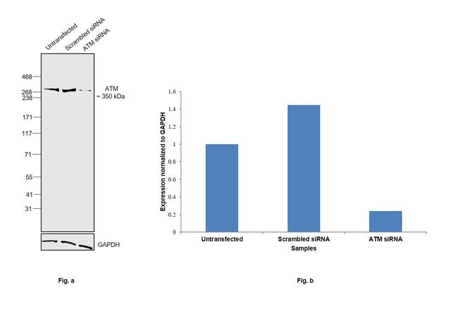 ATM Antibody in Western Blot (WB)