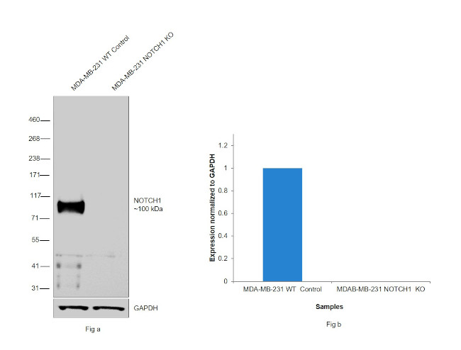 NOTCH1 Antibody