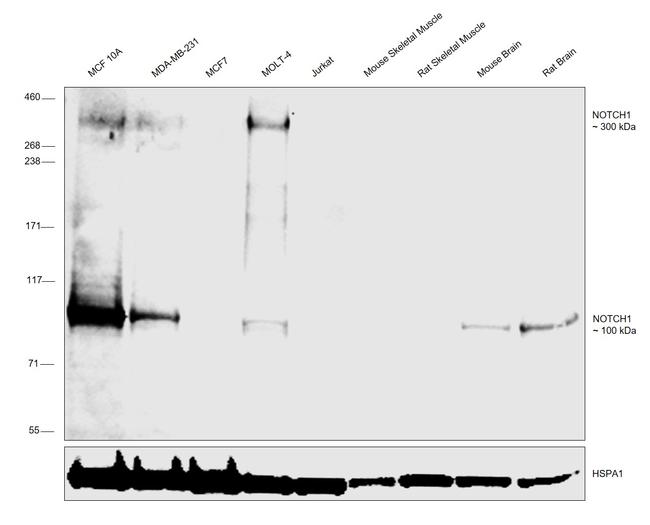 NOTCH1 Antibody in Western Blot (WB)