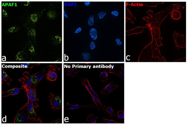 APAF1 Antibody in Immunocytochemistry (ICC/IF)