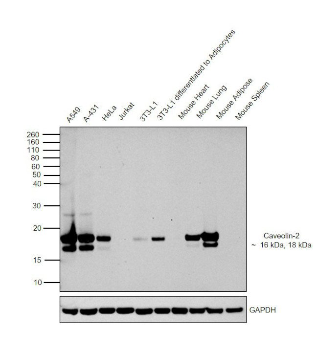 Caveolin 2 Antibody