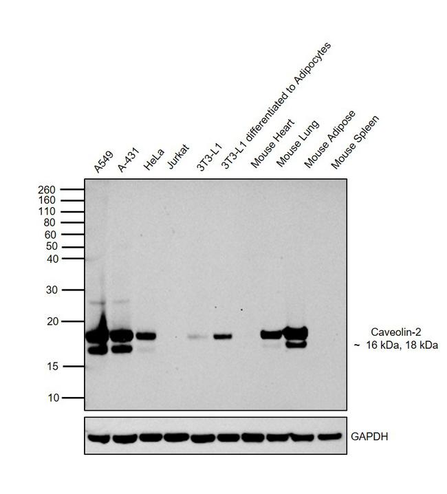 Caveolin 2 Antibody in Western Blot (WB)