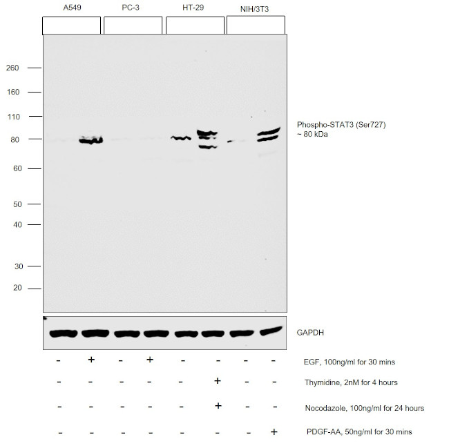 Phospho-STAT3 (Ser727) Antibody