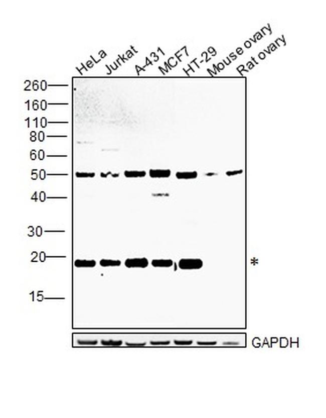 SMAD3 Antibody in Western Blot (WB)