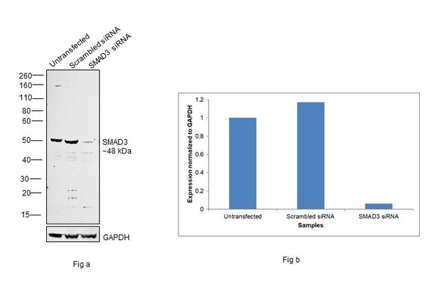 SMAD3 Antibody in Western Blot (WB)