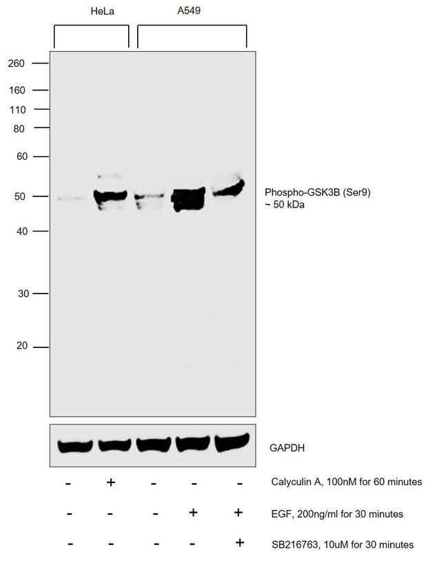 Phospho-GSK3B (Ser9) Antibody in Western Blot (WB)