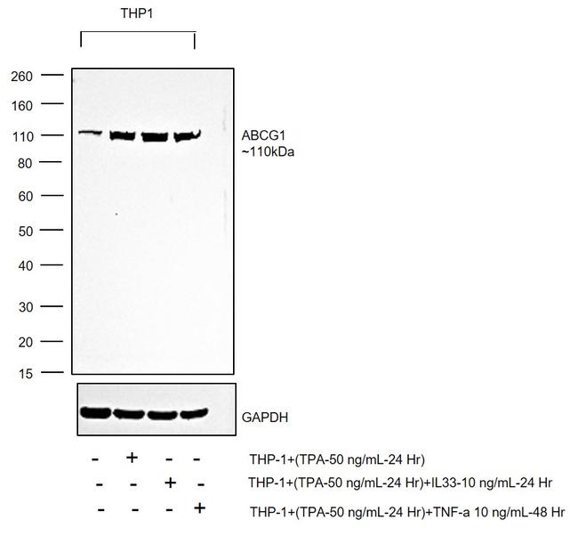 ABCG1 Antibody