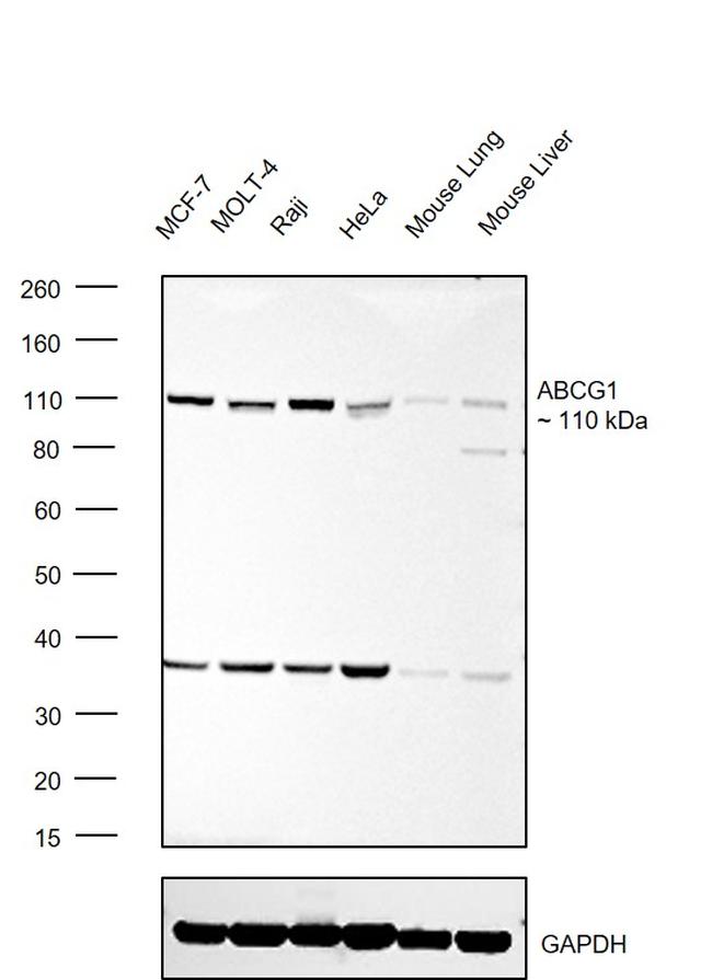 ABCG1 Antibody in Western Blot (WB)