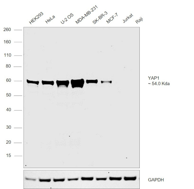 YAP1 Antibody