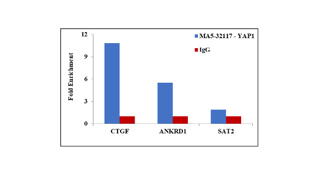 YAP1 Antibody in ChIP Assay (ChIP)